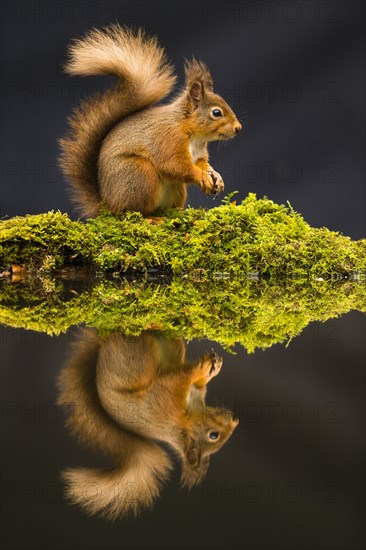 Eurasian red squirrel