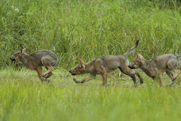 Grey gray wolf