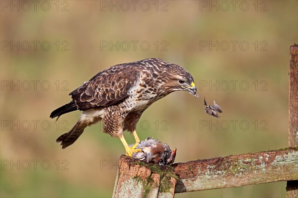 Adult steppe buzzard