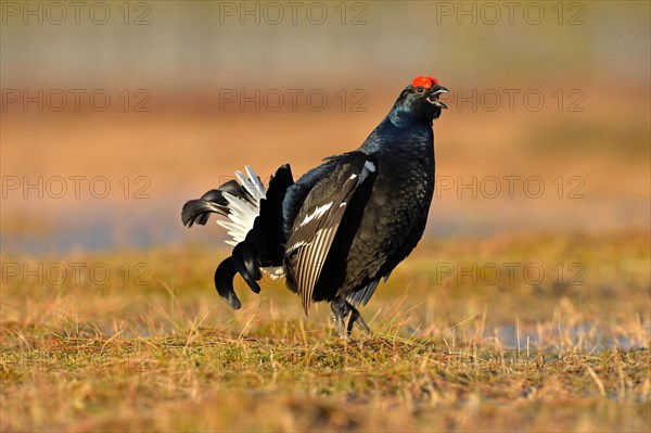 Black grouse