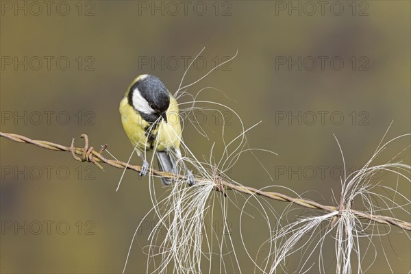 Great Tit