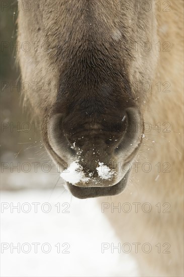 Konik horse