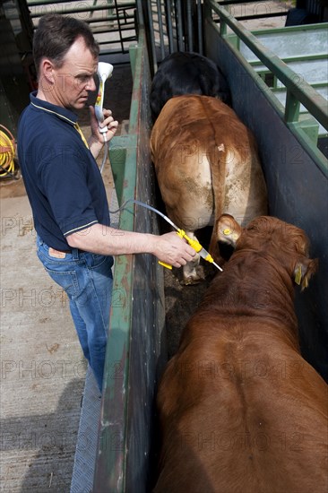 Cattle farming