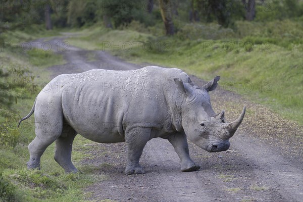 White rhinoceroses