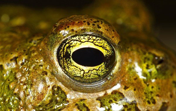 Natterjack Toad