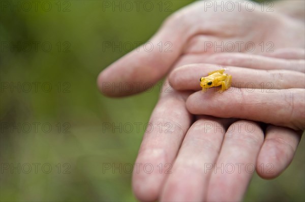 Golden poison dart frog