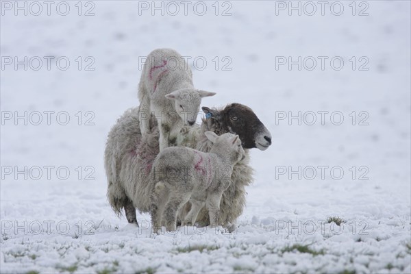 Domestic sheep