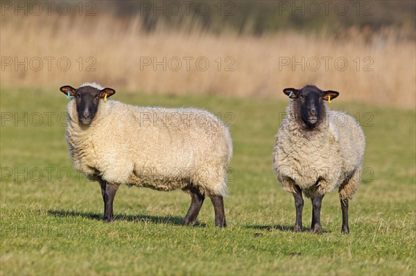 Domestic Sheep