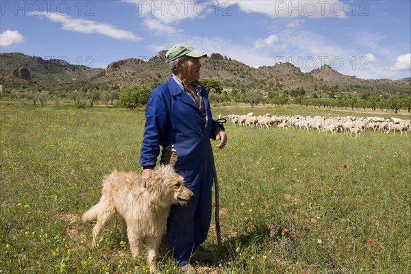 Sheep farming