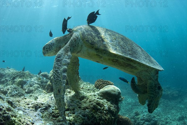 Green Turtle