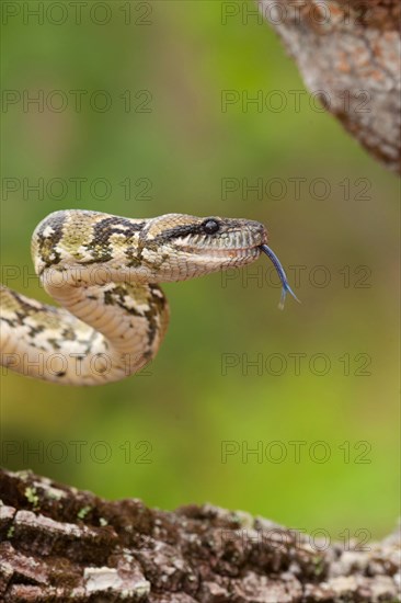 Madagascar Tree Boa