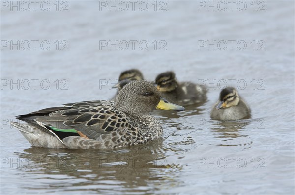 South American Teal