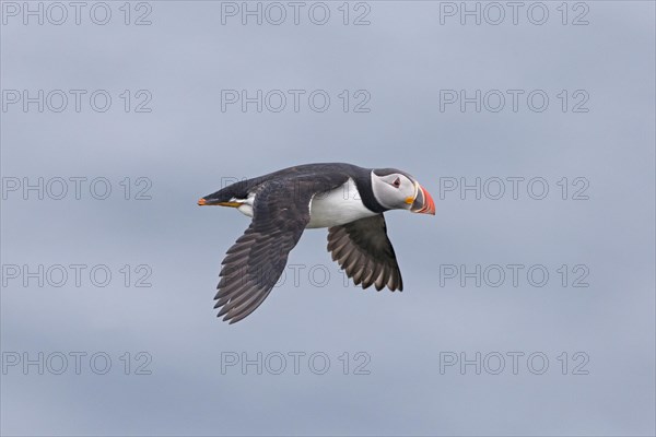 Puffin