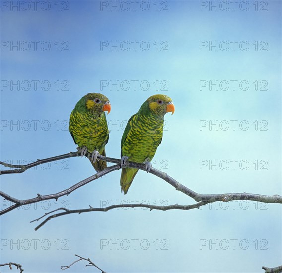 Yellow and green lorikeet