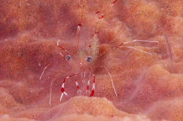 Clear cleaner shrimp