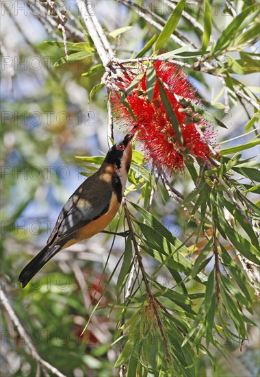 Eastern Spinebill