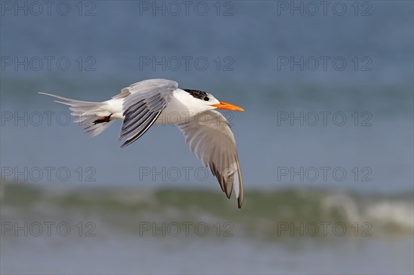 Royal terns