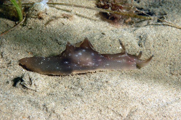 Spotted sea-hare