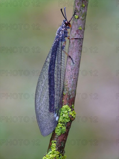 Antlion