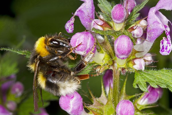 Large Garden Bumblebee