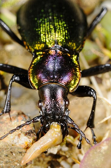 Olimpia's Ground Beetle