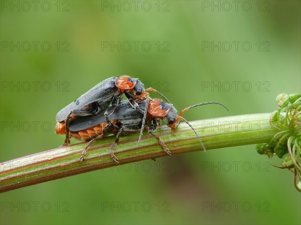 Soldier Beetle