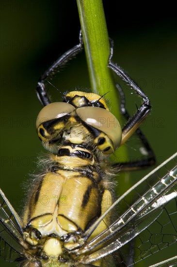 Black-tailed skimmer