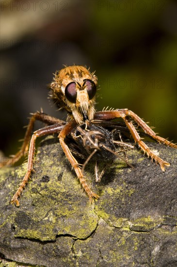 Hornet Robberfly