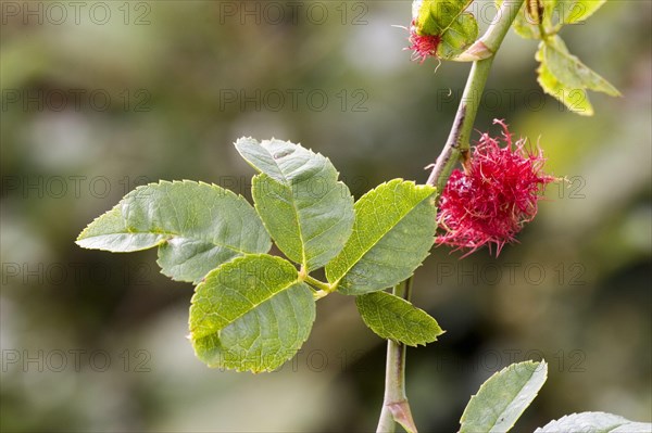 Robin's pincushion on dog rose