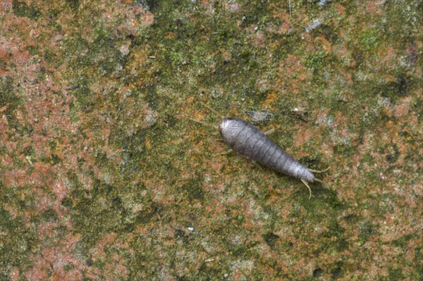 Silverfish