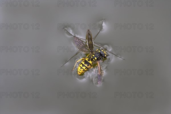 Common pond skater