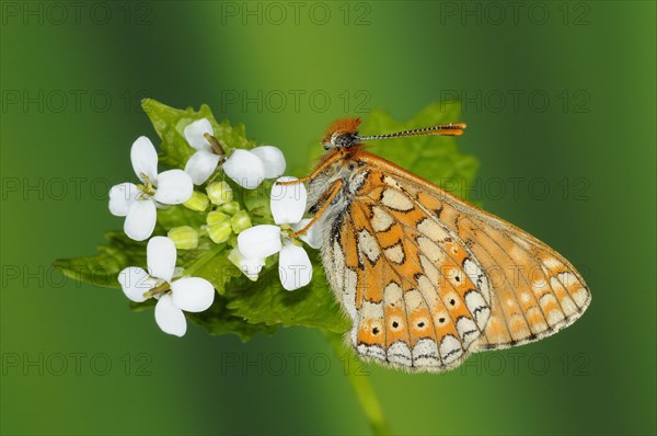 Scabiosa Fritillary