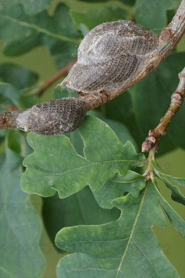 Tawny Prominent