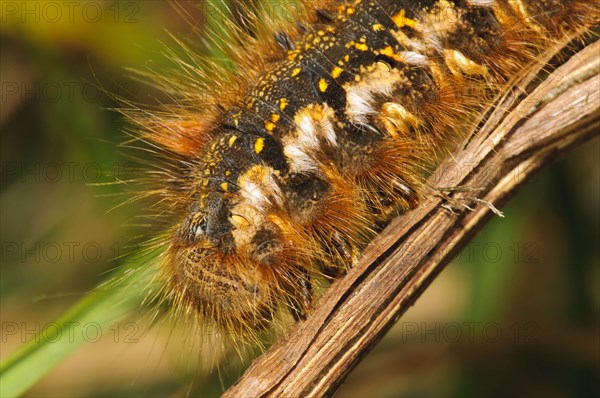 Drinker Moth