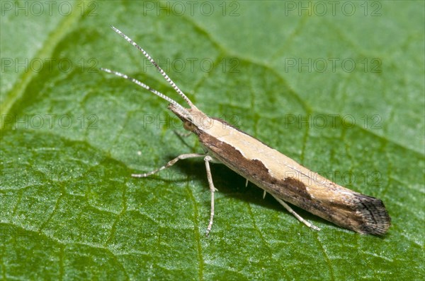 Diamondback moth