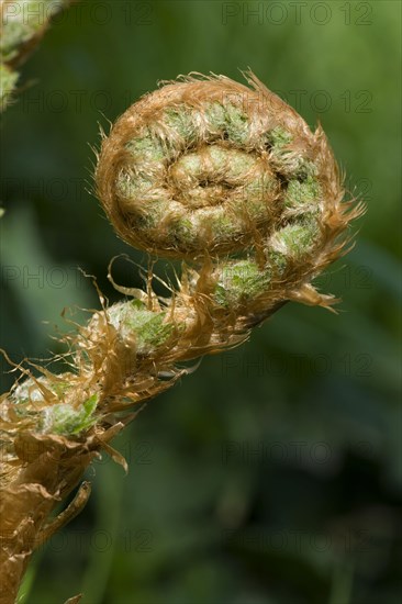 Frond on a male fern