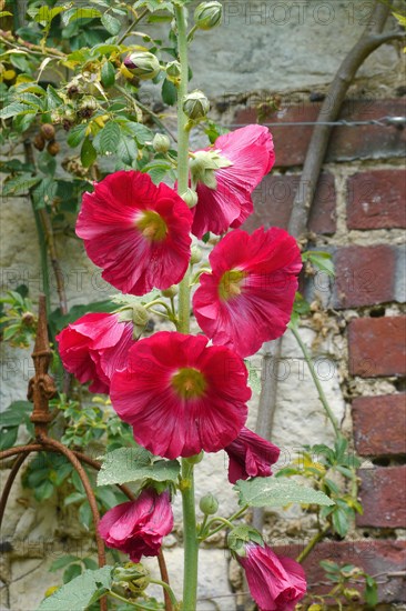 Hollyhock