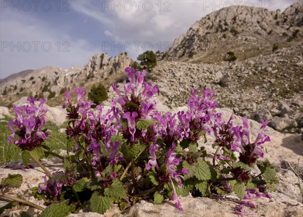 Gargano deadnettle