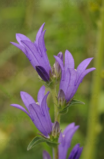 Clustered Bellflower