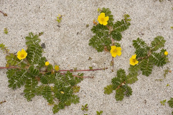 Common Silverweed