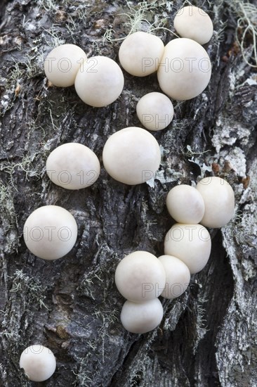 Fruiting bodies of the darwin's fungus