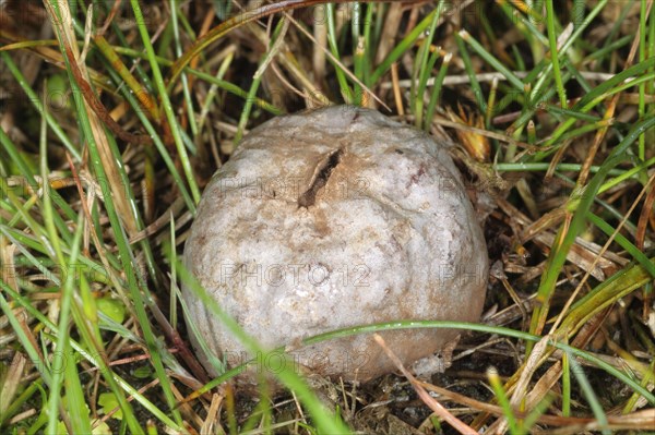 Grey paltry puffball