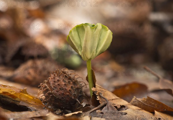 Seedling of common beech