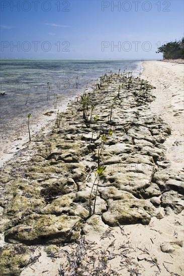 Mangrove