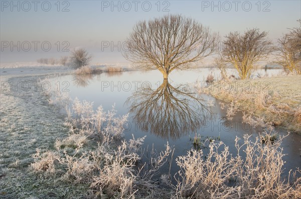 View of tree and pond on grazing marsh in hoarfrost at sunrise