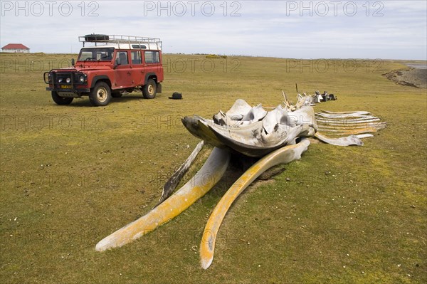 Whale skeleton on desolate island in the Falkland Islands with Land Rover
