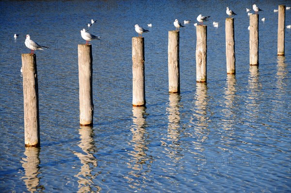 Black-headed Gulls on wooden poles