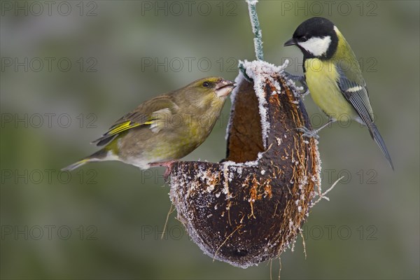 European greenfinch