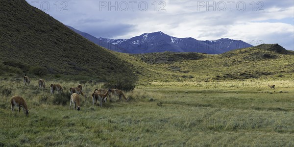 Group of guanacos