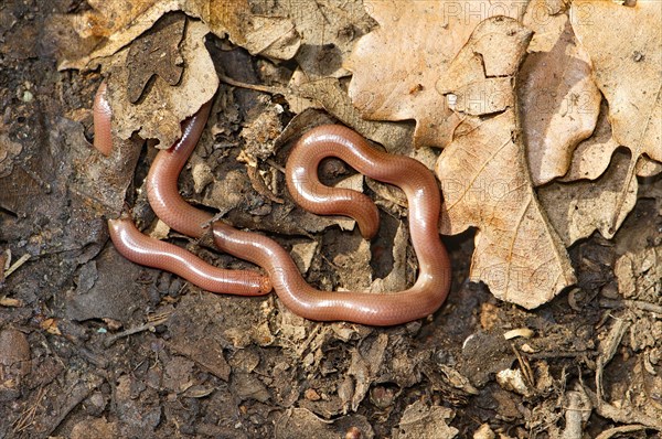 Worm snake